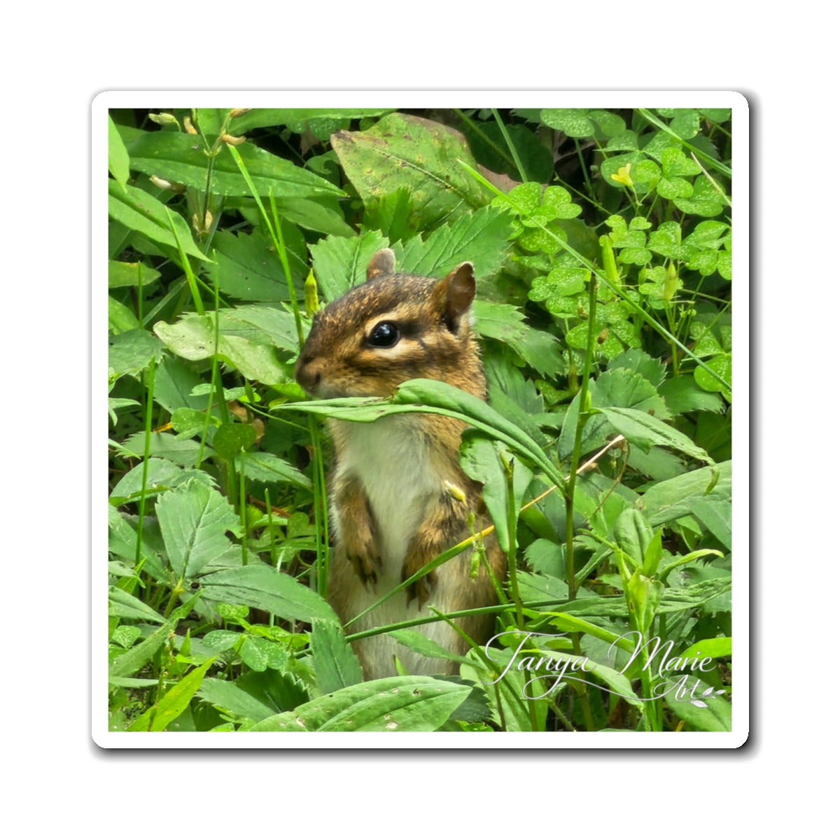 Chipmunk Photo Magnet – Cute Wildlife Refrigerator Magnet