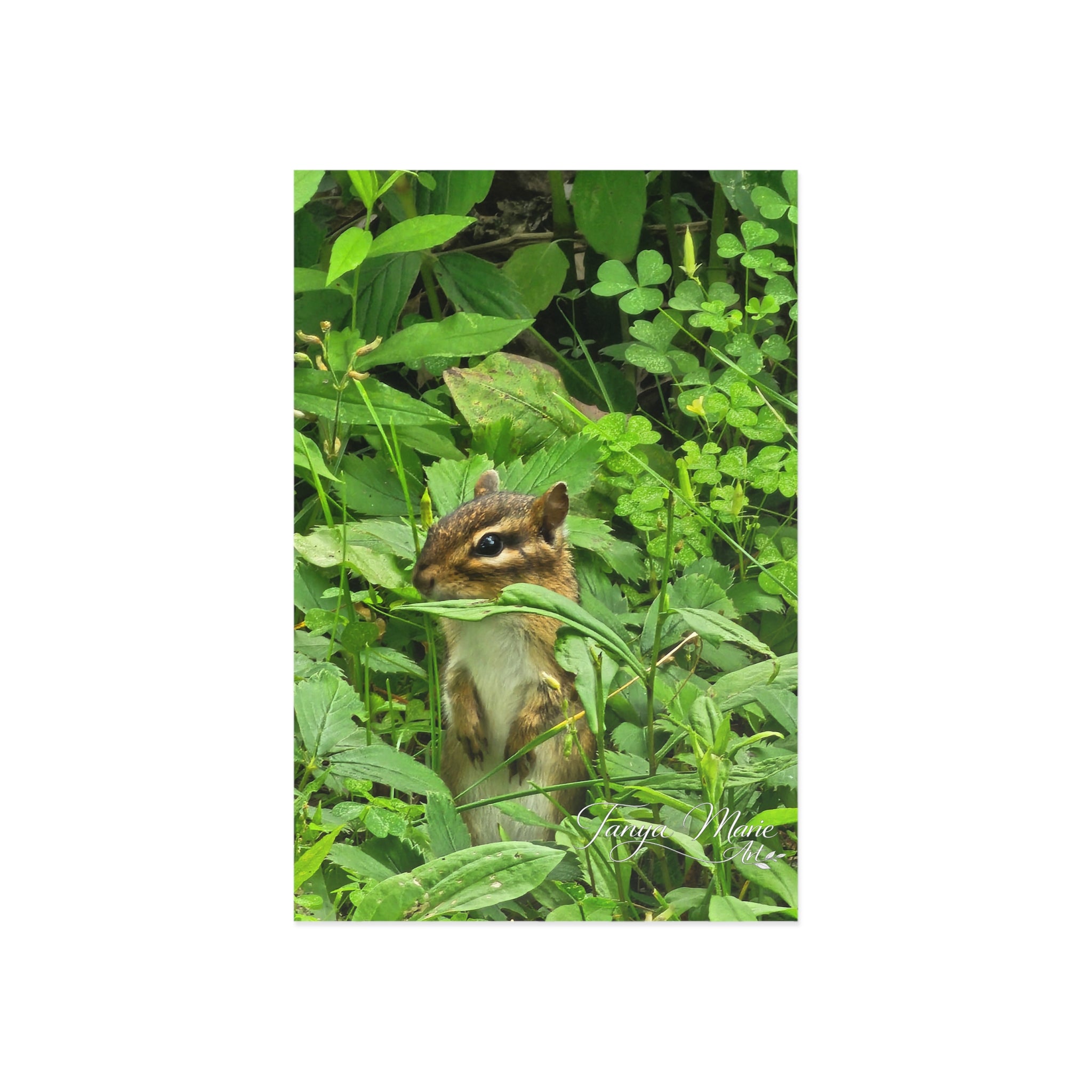 Chipmunk in the Green — Fine Art Postcard (Nature Wildlife Photography)