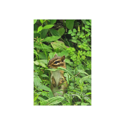 Fine art postcard featuring a chipmunk peeking from leafy greenery