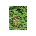 Chipmunk Wildlife Fine Art Poster — Woodland Nature Wall Art