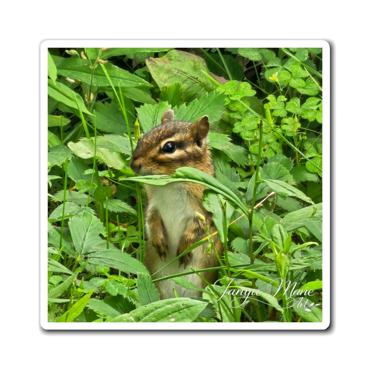 Chipmunk Photo Magnet – Cute Wildlife Refrigerator Magnet