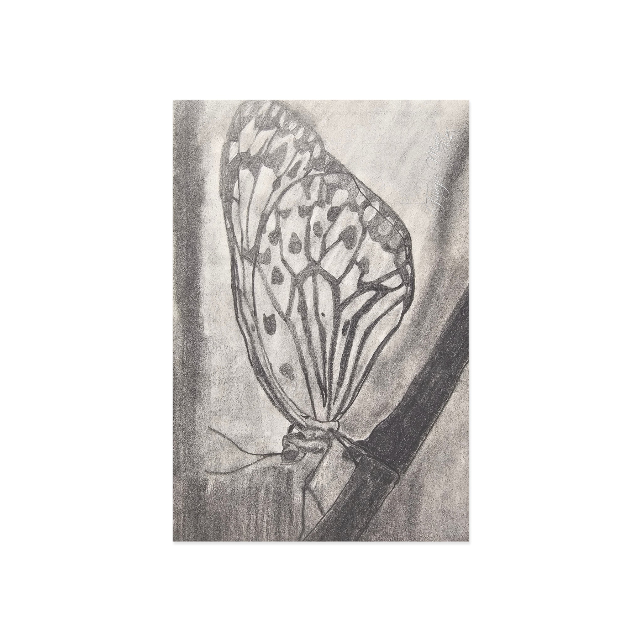 Butterfly Kisses - Butterfly Sketch Postcards — Fine Art Monochrome Note Cards