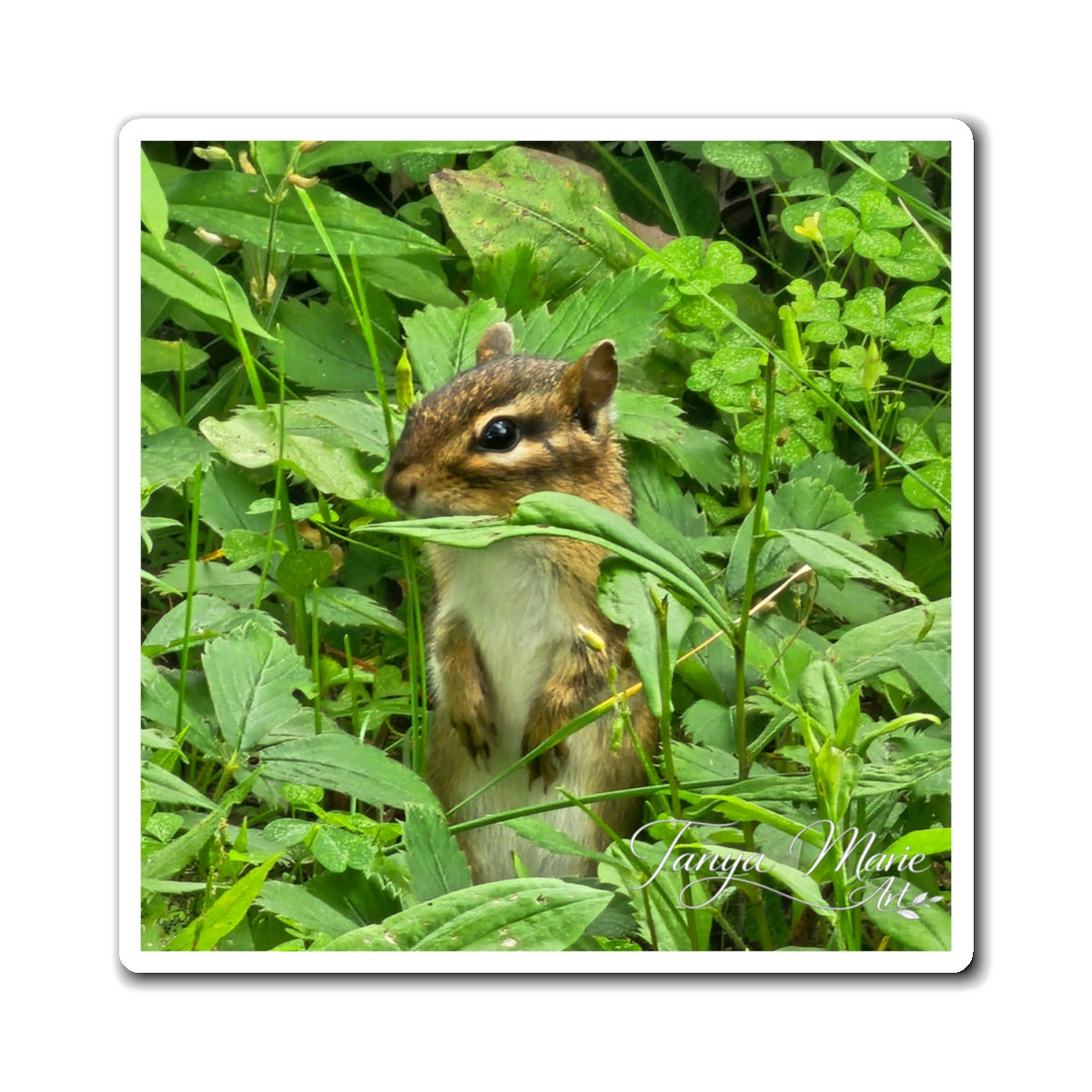 Chipmunk Photo Magnet – Cute Wildlife Refrigerator Magnet