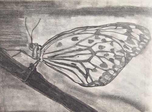 Monochrome pencil-style butterfly art print with detailed wing pattern and antennae