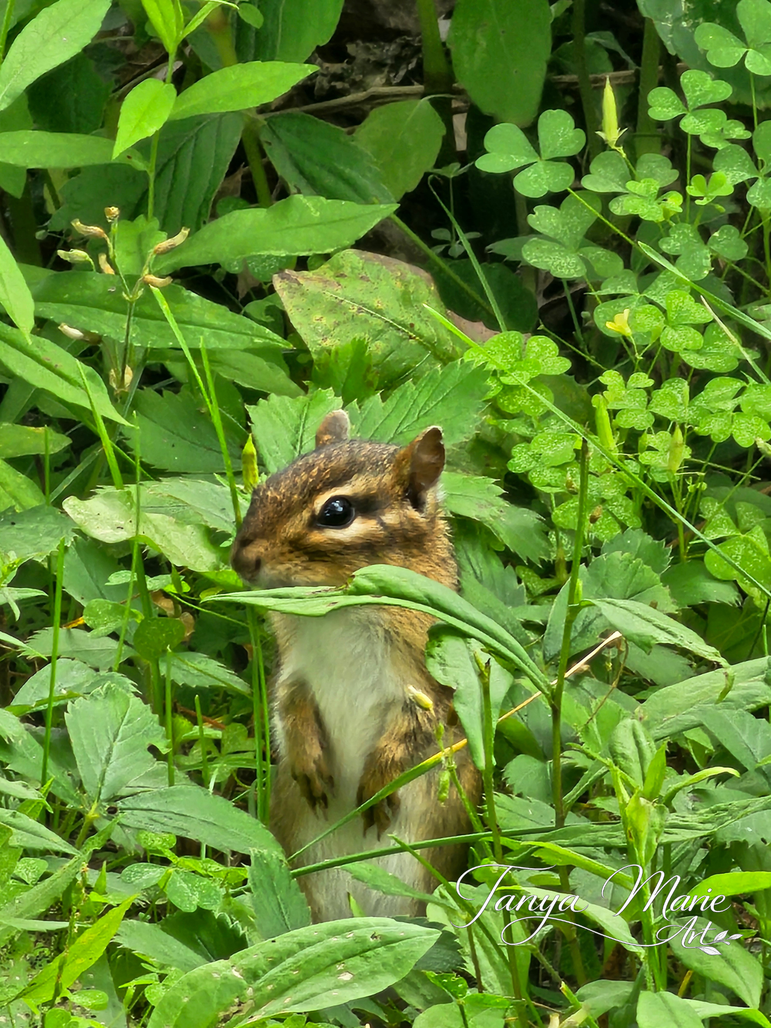 Chipmunk in the Greenery — Digital Art Print Download